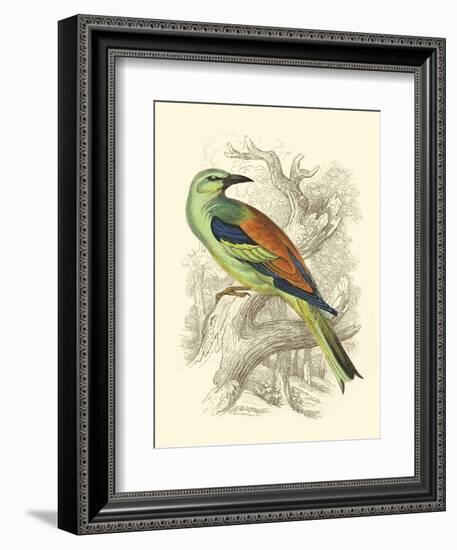 Roller-Sir William Jardine-Framed Art Print