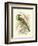 Roller-Sir William Jardine-Framed Art Print