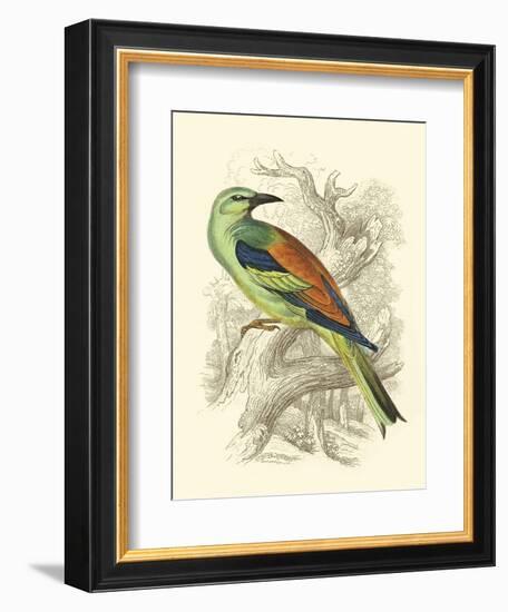 Roller-Sir William Jardine-Framed Art Print