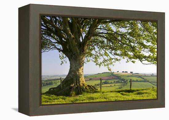 Rolling countryside and tree on Raddon Hill, Devon, England. Summer (June) 2009-Adam Burton-Framed Premier Image Canvas