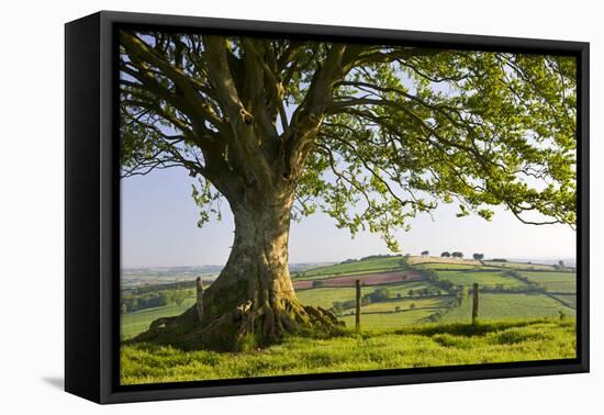 Rolling countryside and tree on Raddon Hill, Devon, England. Summer (June) 2009-Adam Burton-Framed Premier Image Canvas