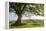 Rolling countryside and tree on Raddon Hill, Devon, England. Summer (June) 2009-Adam Burton-Framed Premier Image Canvas