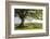 Rolling countryside and tree on Raddon Hill, Devon, England. Summer (June) 2009-Adam Burton-Framed Photographic Print