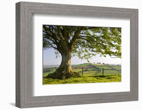 Rolling countryside and tree on Raddon Hill, Devon, England. Summer (June) 2009-Adam Burton-Framed Photographic Print