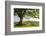 Rolling countryside and tree on Raddon Hill, Devon, England. Summer (June) 2009-Adam Burton-Framed Photographic Print