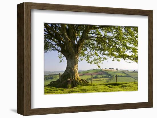 Rolling countryside and tree on Raddon Hill, Devon, England. Summer (June) 2009-Adam Burton-Framed Photographic Print