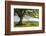 Rolling countryside and tree on Raddon Hill, Devon, England. Summer (June) 2009-Adam Burton-Framed Photographic Print