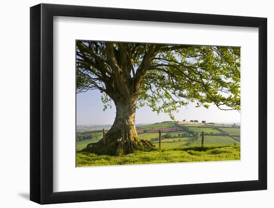 Rolling countryside and tree on Raddon Hill, Devon, England. Summer (June) 2009-Adam Burton-Framed Photographic Print