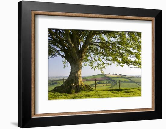 Rolling countryside and tree on Raddon Hill, Devon, England. Summer (June) 2009-Adam Burton-Framed Photographic Print