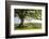 Rolling countryside and tree on Raddon Hill, Devon, England. Summer (June) 2009-Adam Burton-Framed Photographic Print