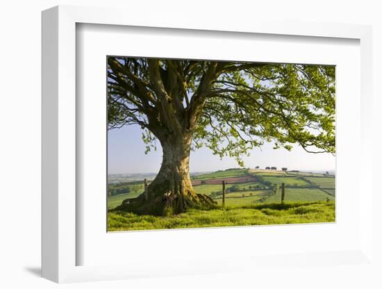 Rolling countryside and tree on Raddon Hill, Devon, England. Summer (June) 2009-Adam Burton-Framed Photographic Print