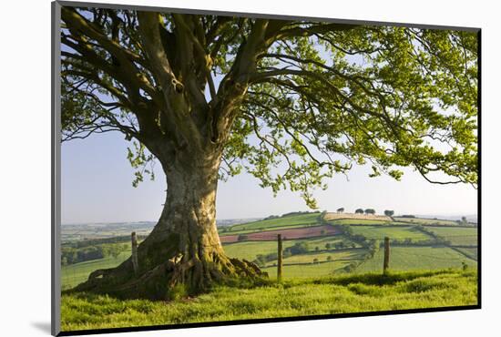 Rolling countryside and tree on Raddon Hill, Devon, England. Summer (June) 2009-Adam Burton-Mounted Photographic Print