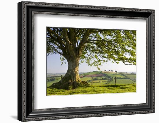 Rolling countryside and tree on Raddon Hill, Devon, England. Summer (June) 2009-Adam Burton-Framed Photographic Print