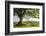 Rolling countryside and tree on Raddon Hill, Devon, England. Summer (June) 2009-Adam Burton-Framed Photographic Print