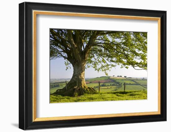 Rolling countryside and tree on Raddon Hill, Devon, England. Summer (June) 2009-Adam Burton-Framed Photographic Print