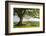 Rolling countryside and tree on Raddon Hill, Devon, England. Summer (June) 2009-Adam Burton-Framed Photographic Print