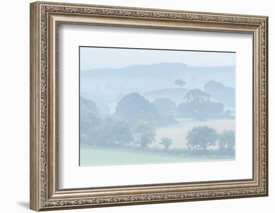Rolling Devon countryside at dawn on a misty summer morning, Devon, England-Adam Burton-Framed Photographic Print