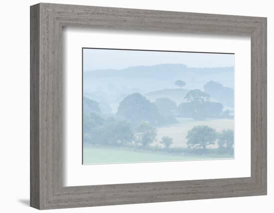 Rolling Devon countryside at dawn on a misty summer morning, Devon, England-Adam Burton-Framed Photographic Print