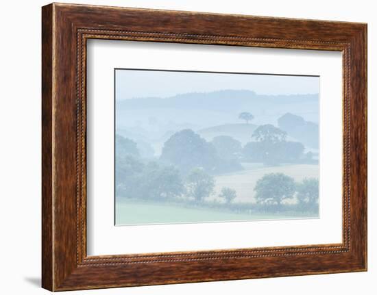 Rolling Devon countryside at dawn on a misty summer morning, Devon, England-Adam Burton-Framed Photographic Print