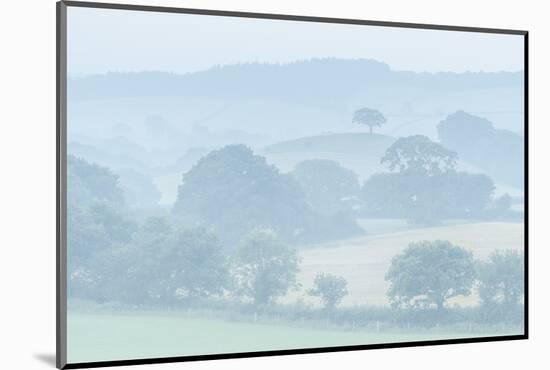 Rolling Devon countryside at dawn on a misty summer morning, Devon, England-Adam Burton-Mounted Photographic Print