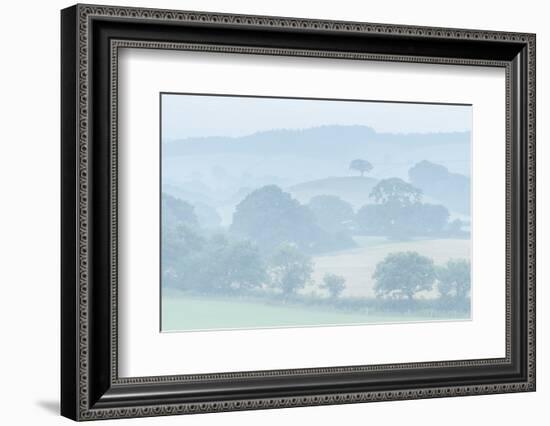 Rolling Devon countryside at dawn on a misty summer morning, Devon, England-Adam Burton-Framed Photographic Print