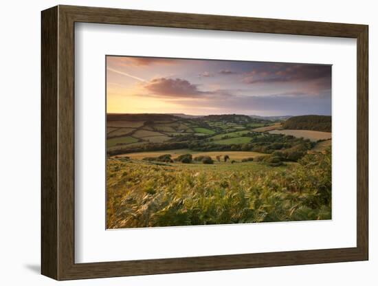 Rolling Dorset Countryside Viewed from Golden Cap, Dorset, England. Summer-Adam Burton-Framed Photographic Print