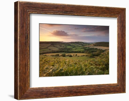 Rolling Dorset Countryside Viewed from Golden Cap, Dorset, England. Summer-Adam Burton-Framed Photographic Print