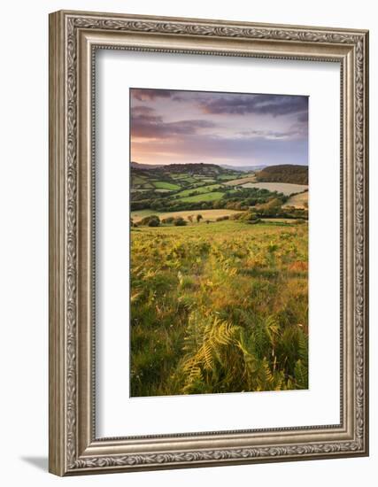 Rolling Dorset Countryside Viewed from Golden Cap, Dorset, England. Summer-Adam Burton-Framed Photographic Print