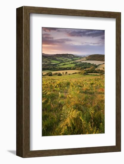 Rolling Dorset Countryside Viewed from Golden Cap, Dorset, England. Summer-Adam Burton-Framed Photographic Print