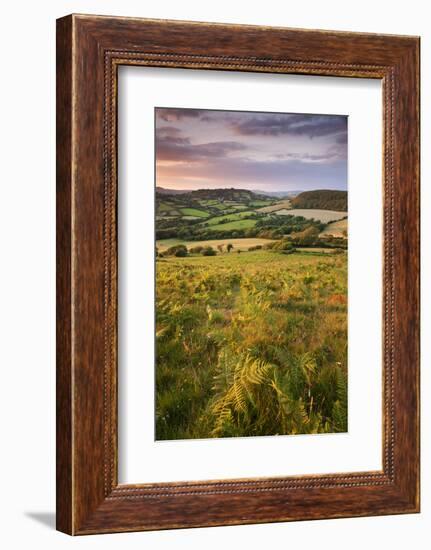 Rolling Dorset Countryside Viewed from Golden Cap, Dorset, England. Summer-Adam Burton-Framed Photographic Print