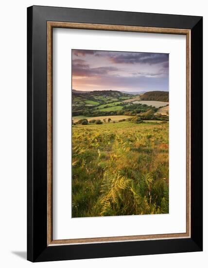 Rolling Dorset Countryside Viewed from Golden Cap, Dorset, England. Summer-Adam Burton-Framed Photographic Print