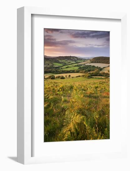 Rolling Dorset Countryside Viewed from Golden Cap, Dorset, England. Summer-Adam Burton-Framed Photographic Print