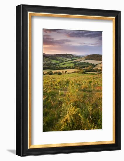 Rolling Dorset Countryside Viewed from Golden Cap, Dorset, England. Summer-Adam Burton-Framed Photographic Print