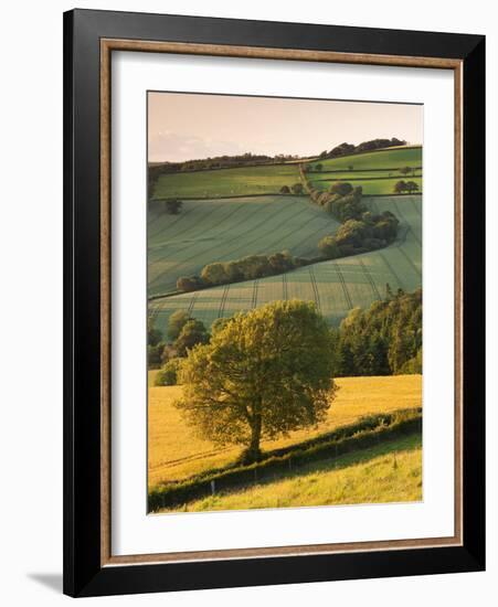 Rolling Farmland in Summertime, Devon, England. Summer-Adam Burton-Framed Photographic Print