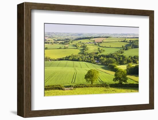 Rolling farmland near Stockleigh Pomeroy, Devon, England. Summer (June) 2009-Adam Burton-Framed Photographic Print