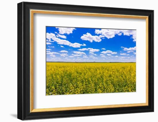 Rolling field of yellow flowers under a blue sky and fluffy clouds, North Dakota-Laura Grier-Framed Photographic Print