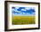 Rolling field of yellow flowers under a blue sky and fluffy clouds, North Dakota-Laura Grier-Framed Photographic Print