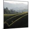 Rolling Fog and Rolling Hills-Lance Kuehne-Mounted Photographic Print