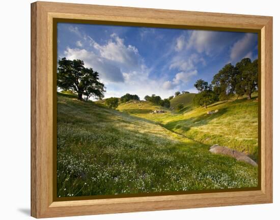 Rolling Green Hills of Central California No.3-Ian Shive-Framed Premier Image Canvas