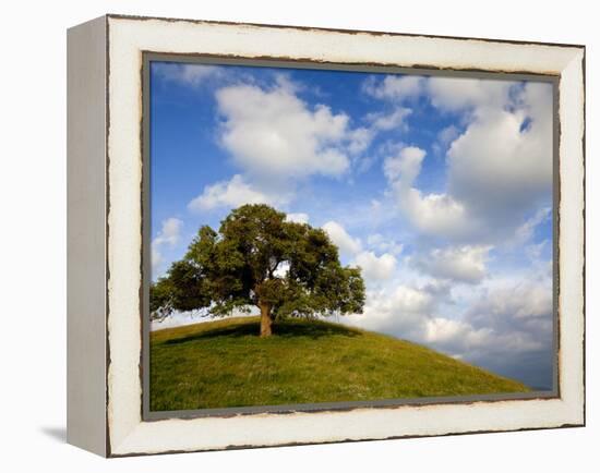 Rolling Green Hills of Central California No.5-Ian Shive-Framed Premier Image Canvas