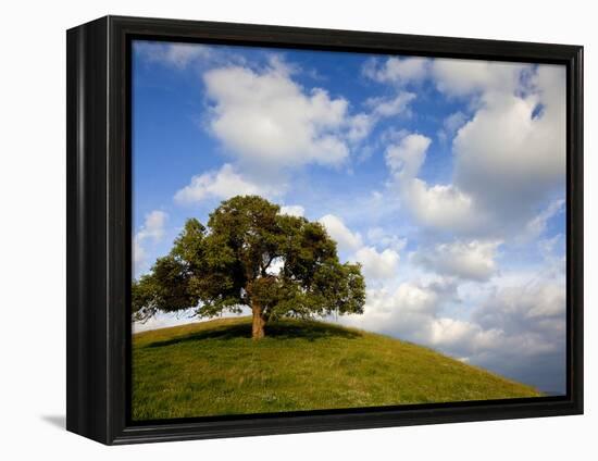 Rolling Green Hills of Central California No.5-Ian Shive-Framed Premier Image Canvas