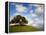 Rolling Green Hills of Central California No.5-Ian Shive-Framed Premier Image Canvas
