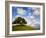 Rolling Green Hills of Central California No.5-Ian Shive-Framed Photographic Print