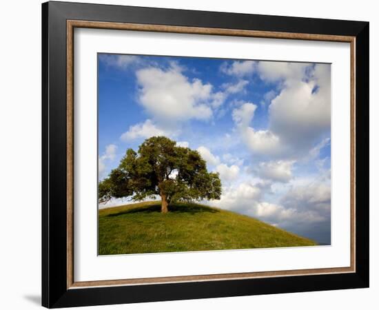 Rolling Green Hills of Central California No.5-Ian Shive-Framed Photographic Print