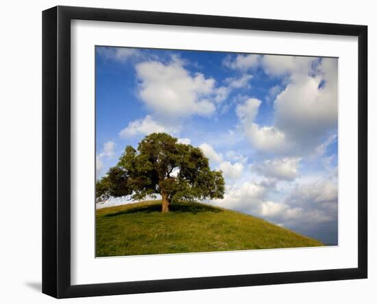 Rolling Green Hills of Central California No.5-Ian Shive-Framed Photographic Print