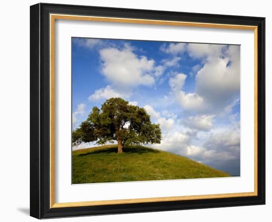 Rolling Green Hills of Central California No.5-Ian Shive-Framed Photographic Print