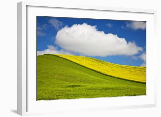 Rolling Hills of Canola and Pea Fields with Fresh Spring Color-null-Framed Photographic Print