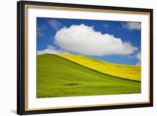 Rolling Hills of Canola and Pea Fields with Fresh Spring Color-null-Framed Photographic Print