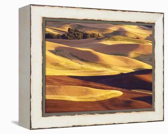 Rolling Wheat and Fallow Fields-Darrell Gulin-Framed Premier Image Canvas