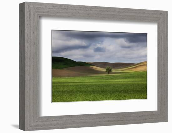 Rolling Wheat Fields with Lone Tree-Terry Eggers-Framed Photographic Print